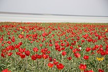 [1] Blick auf ein Feld wild wachsender Tulpen (Tulipa suaveolens Roth) auf der zum ukrainischen Nationalpark Azov-Syvaš gehörenden Insel Kuyuk Tuk im Rajon Henitschesk der Oblast Cherson;
Aufnahme von Benutzer Mykyta Peregrym am 20. April 2008