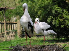 [1] Störche (Ciconia ciconia) im Nest