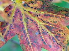 [1] Verfärbung eines Blattes im Herbst