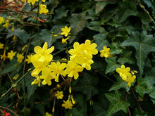 [1] Blüten des Ölbaumgewächses Jasmin (Winterjasmin)