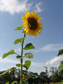 [4] eine Sonnenblume als Kraut