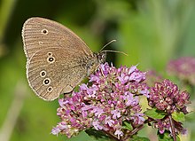 [2] Schmetterling Schornsteinfeger