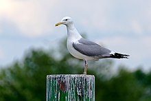 [1] eine Möwe (Larus argentatus) an der Weichsel bei Krakau;
Aufnahme von Benutzer Jakub Hałun am 29. Mai 2020