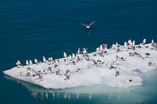 [1] ein Schwarm Möwen (Rissa tridactyla) auf einer Eisscholle in der Glacier-Bay;
Aufnahme von Alan Wu am 2. August 2010