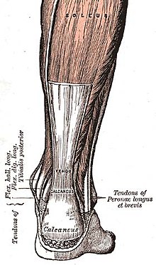 [1] schematische Darstellung der Achillessehne