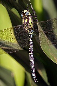 [1] wie viele Kaltblüter mögen auch die wechselwarmen Insekten, hier eine Libelle, Wärme beim Sonnenbaden tanken