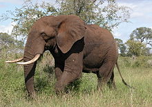 [1] Afrikanischer Elefant