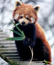 [2] der Kleine Panda (Ailurus fulgens)