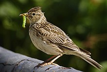 [1] Vertreter der Lerchen, Feldlerche (Alauda arvensis)