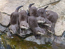 [1] Otter in einem australischen Zoo