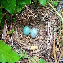 [1] ein Nest mit zwei Eiern