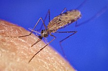 [1] Anopheles gambiae ist der Hauptüberträger von Malaria.