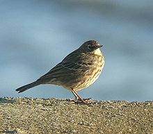 [1] der Pieper, Anthus petrosus