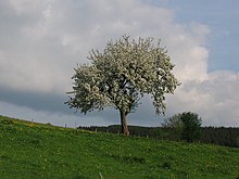 [1] ein blühender Apfelbaum