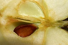 [2] Apfelkern im Gehäuse