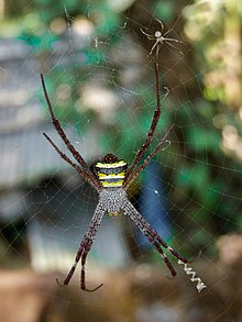 [1] weibliche (groß) und männliche (klein) Spinne in ihrem Spinnennetz