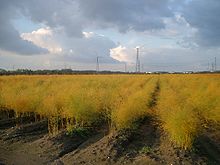 [1] herbstliches Feld mit Spargel bei Sechtem zwischen Bonn und Köln;
Aufnahme von Benutzer Alex1011 am 7. November 2004