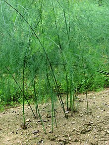 [1] Spargel bei Hevingham, nördlich von Norwich;
Aufnahme von Evelyn Simak am 11. September 2007