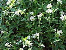 [2] Meier, Turin-Meier (Asperula taurina)