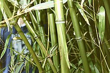 [1] Bambuspflanze