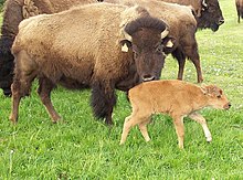 [1] Bison Kalb und Kuh