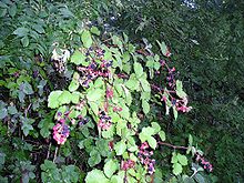 [1] Brombeerranke mit Früchten