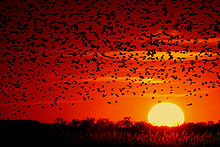 [1b] Silhouette eines Vogelschwarms bei Sonnenuntergang