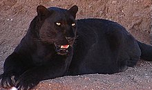 [1] Panther (Panthera pardus)