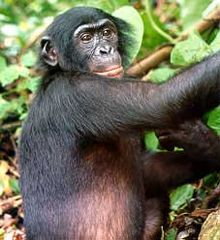 [2] eine Menschenaffe; Zwergschimpanse oder Bonobo