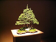 [1] ein Bonsai