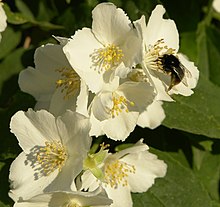 [2] Blüten des Steinbrechgewächses Jasmin (Sommerjasmin)