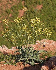 [1] Kohl als wilde Pflanze (Brassica oleracea)