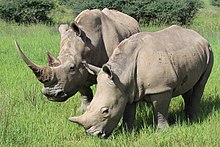 [1] zwei Nashörner (Ceratotherium simum) auf der Okapuka Ranch in Namibia;
Aufnahme von Benutzer Anagoria am 17. Februar 2011