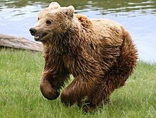 [1] rennender Braunbär (Ursus arctos arctos)