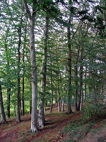 [1] Rotbuchen in einem Wald