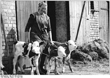 [1] Tierhaltung: Bäuerin mit Kälbern