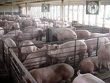 [3] mehrere Abteile in einer Schweinezucht