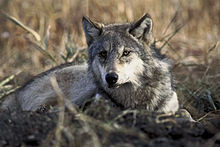 [1] Wolf (Canis lupus)