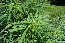 [2] Hanf, Nutzhanf (Cannabis sativa)