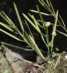 [1] Schoten des Spring-Schaumkrauts (Cardamine impatiens)