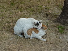 [1] ein schwarz-weißer Kater auf rot-weißer Kätzin