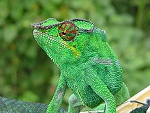 [1] ein Pantherchamäleon (Furcifer pardalis) mit grüner Färbung