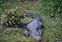 [1] ein Vertreter der Krokodile, China-Alligator