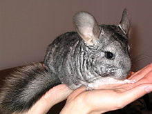 [1] ein Chinchilla