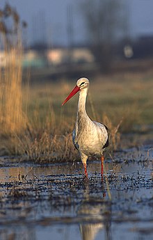 [1] watender Storch (Ciconia ciconia)