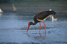 [1] fischender Storch (Ciconia nigra)