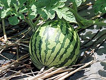 [1b] Wassermelone (Citrullus lanatus)