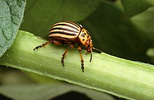 [1] Kartoffelkäfer (Leptinotarsa decemlineata)