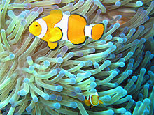 [1] Clownfische im Great Barrier Reef