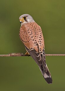 [1] Turmfalke (Falco tinnunculus)